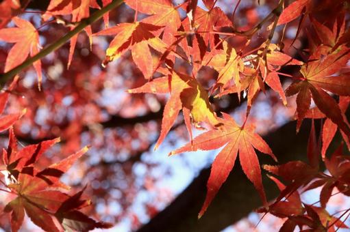 紅葉したカエデ 紅葉,カエデ,もみじの写真素材