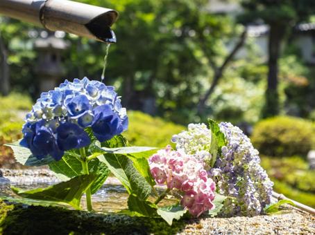 Hydrangea Chozuya, JPG