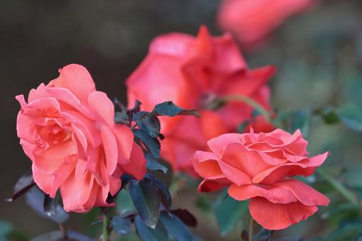 花後, JPG 花後, rose, flower, rose family, JPG