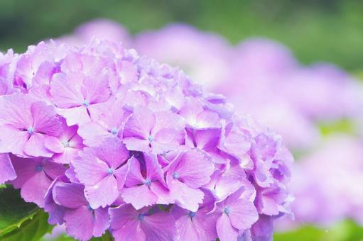 Hydrangea, JPG