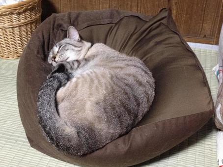 猫をダメにするクッション 猫をダメにするクッションの写真