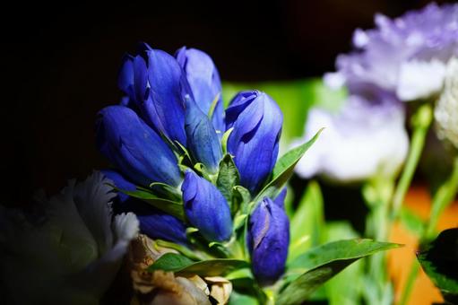 青い花とむらさきの花 陰影 リンドウ 青い花とむらさきの花 陰影 リンドウの写真