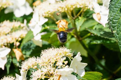 Photo, early summer, bear, honeybee family, 
