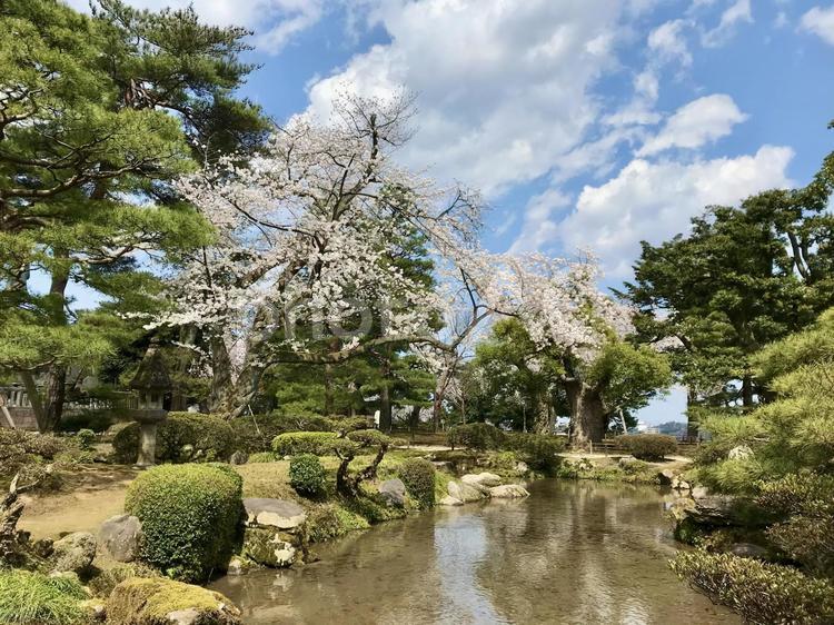 桜の咲く日本庭園 さくら,桜,庭園の写真素材