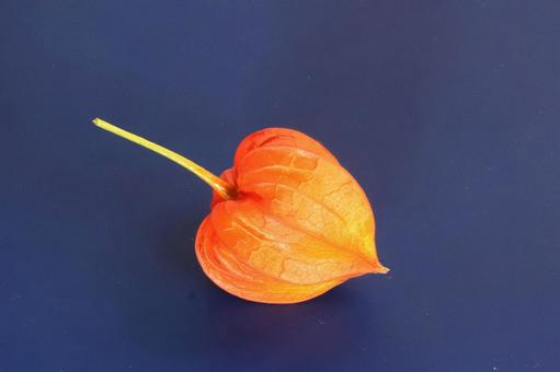 ホオズキの実 ホオズキの実 植物,ほおずき,鬼灯の写真素材
