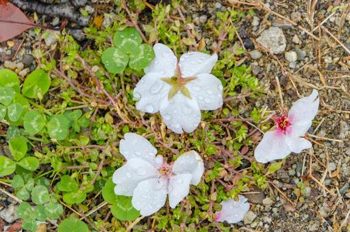 雨上がりの野に咲く白い花とクローバー 花びら,桜,散り際の写真素材