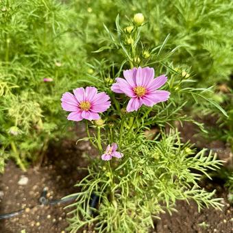 コスモス コスモス はな,ガーデニング,植物の写真素材