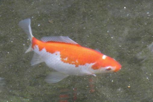 金魚 金魚,小魚,ペットの写真素材