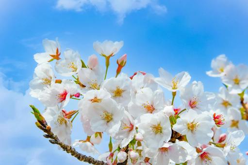 桜と青空　背景の写真