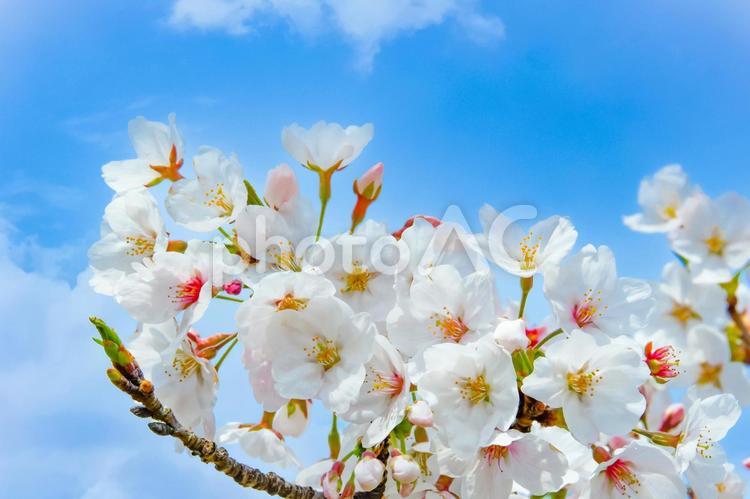 桜と青空　背景 桜,花,空の写真素材