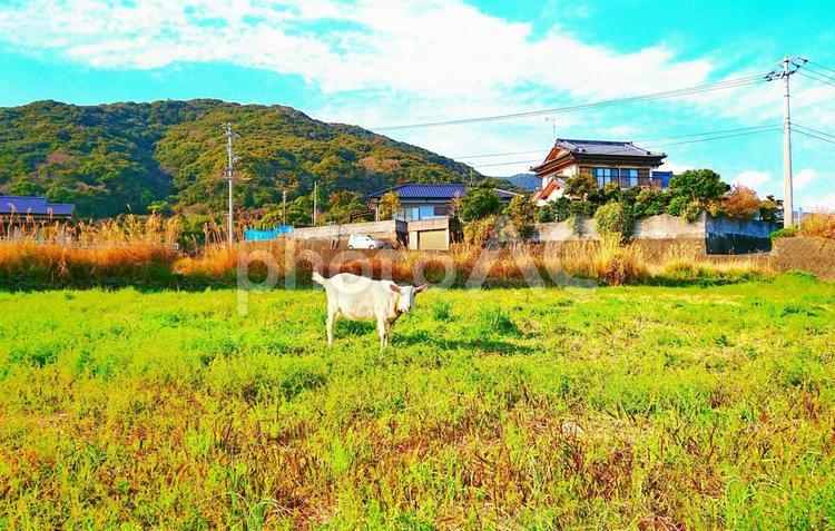 田舎のヤギさん 風景,動物,自然の写真素材