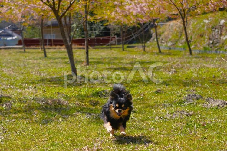 桜の花の下を駆け寄るチワワ 犬,チワワ,走るの写真素材