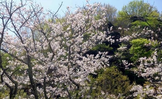 幻想的な里山の桜並木 幻想的な里山の桜並木 桜並木,里山,桜の写真素材