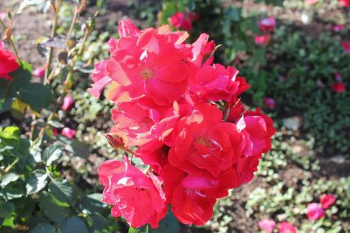 ばら162 ばら162 バラ,薔薇,春の写真素材