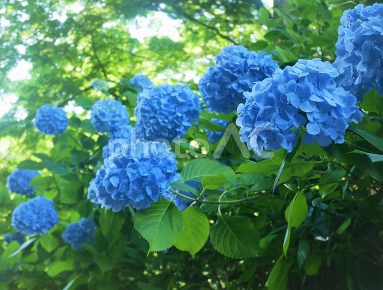 アジサイ　あじさい寺 紫陽花,あじさい,アジサイの写真素材