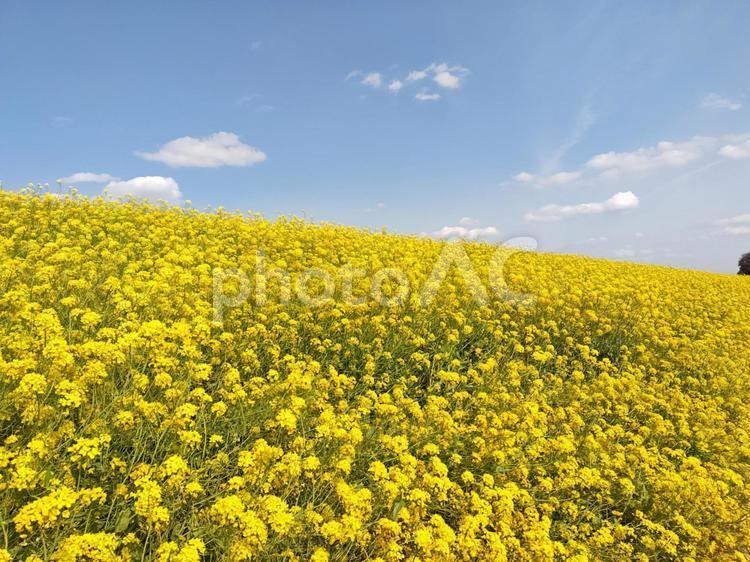 菜の花と青空と雲 菜の花,青空,雲の写真素材