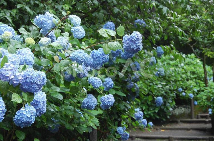 みずみずしい青の紫陽花 アジサイ,紫陽花,あじさいの写真素材