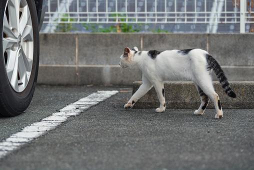 車に向かって歩く牛柄猫 車に向かって歩く牛柄猫 牛柄猫,cawcat,ハチワレ猫の写真素材