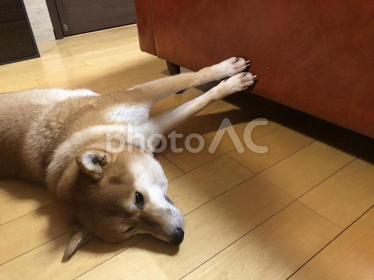足を伸ばす柴犬 ペット,家族,柴犬の写真素材