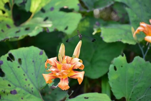 夏のトンボとオレンジ色のヤブカンゾウ ノシメトンボ,ヤブカンゾウ,夏の写真素材
