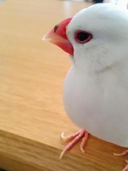 豆苗つけたまま文鳥 豆苗つけたまま文鳥の写真