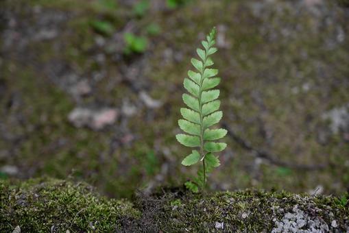自然の植物 自然の植物の写真