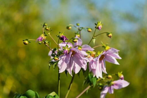 陽光に透ける薄紫のダリア ダリア,牡丹,花の写真素材