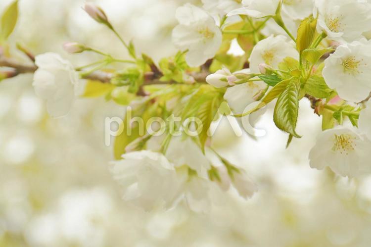 新緑の葉っぱと桜の花 春,風景,キラキラの写真素材