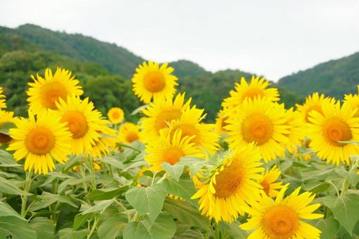 ひまわり ひまわりの写真