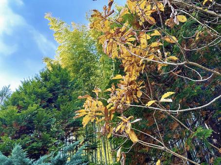 色鮮やかな木々 色鮮やかな木々 空,木々,色鮮やかの写真素材