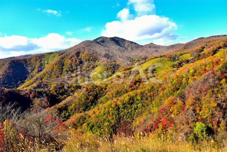 秋の袈裟丸山（栃木足尾） 秋,紅葉,山の写真素材