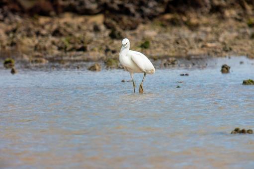 Photo, a heron, kurosagi, leucoplastic, 