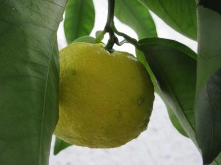 ハナユズ  ０１０ ハナユズ,ハナユ,一才ゆずの写真素材