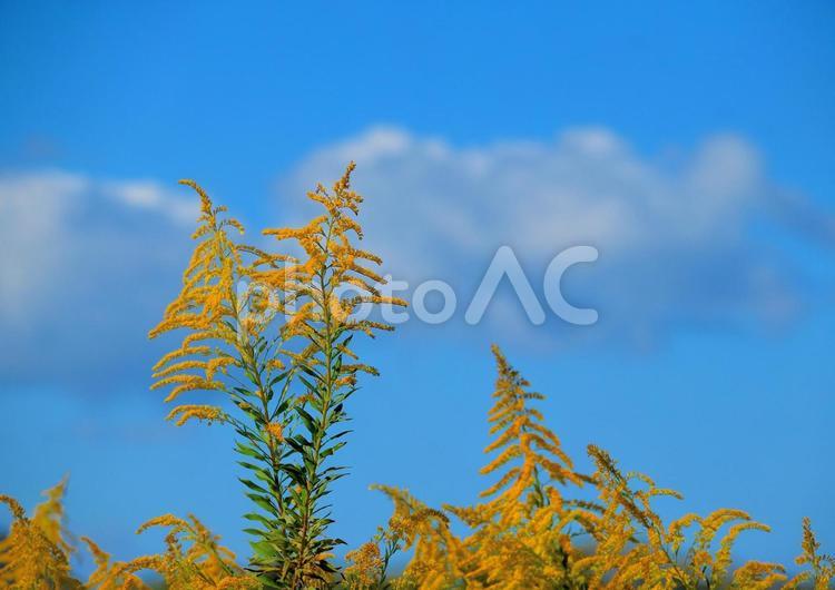 青空とセイタカアワダチソウ 秋,青空,秋空の写真素材
