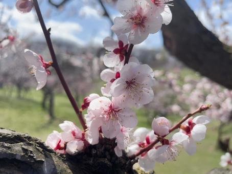 白梅クローズアップの写真