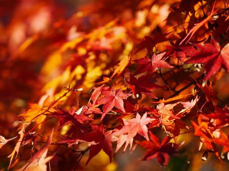 Vivid maple leaves, JPG