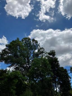 夏の空6 夏の空6の写真