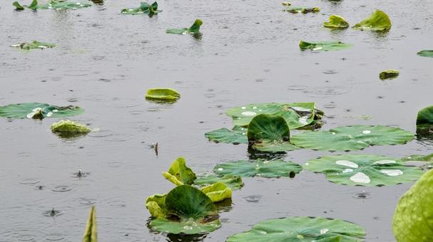 雨の日の池、水面に広がる波紋 雨の日の池、水面に広がる波紋の写真