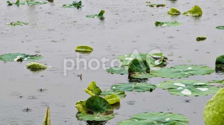雨の日の池、水面に広がる波紋 ハス,蓮,蓮のはの写真素材