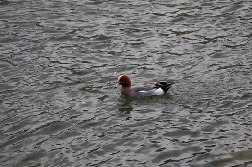 さざ波の水面を泳ぐカモ さざ波の水面を泳ぐカモの写真