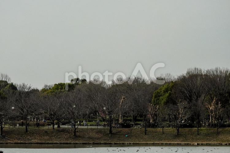 公園の風景 公園,木,池の写真素材