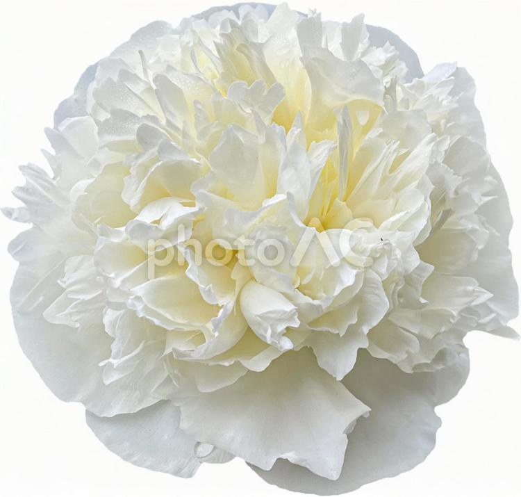 芍薬　切抜き 芍薬,花,綺麗の写真素材