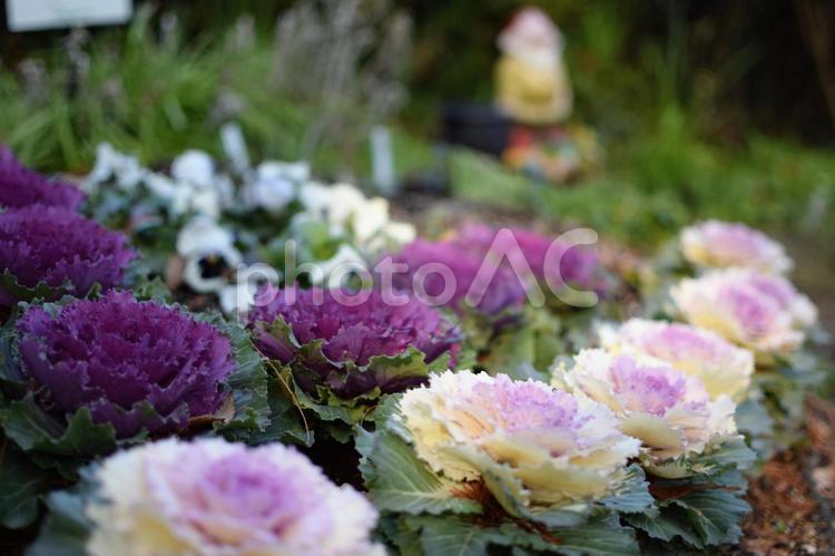 花壇の葉牡丹 花,花壇,葉牡丹の写真素材