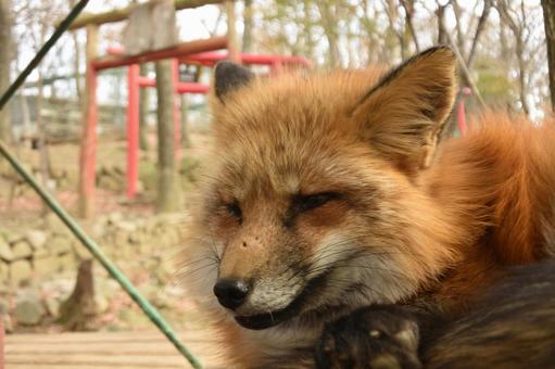 キツネ3 キツネ3の写真
