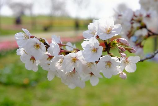 桜 桜の写真
