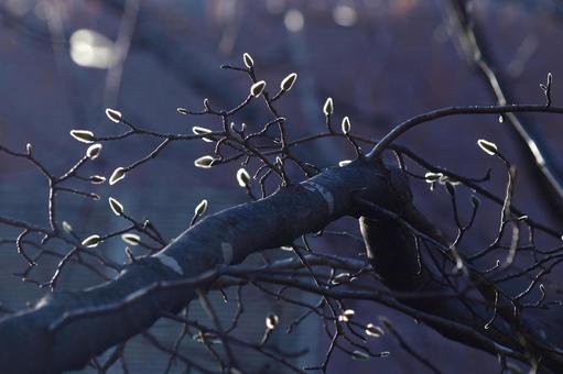 モフモフな蕾の写真