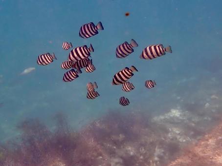 日本海の海(イシダイの幼魚) 日本海の海(イシダイの幼魚)の写真