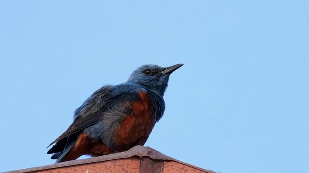 Rock Thrush on the roof, JPG Rock Thrush on the roof, JPG