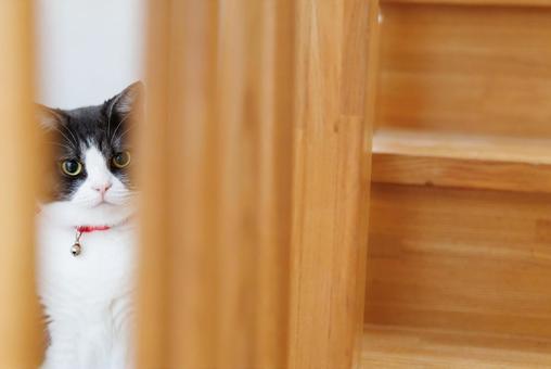 隙間から覗く猫 隙間から覗く猫 隙間から覗く猫,猫,ねこの写真素材
