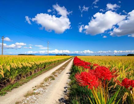 秋・豊作の水田と彼岸花のイメージの写真